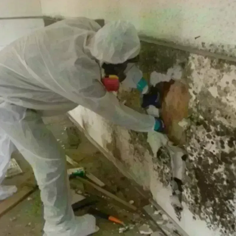 Mold Remediation and Removal in Natalia, TX